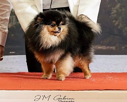 Pom My God Vivienne