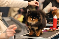 Pom My God Anouchka