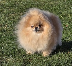 Floryartpom’s Elodie The Secret