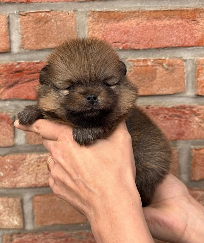 Chiot Disponible (Mâle) : magnifique mâle Pomeranien orange née le 19 mars 2026 , une merveille avec de grosses pattes , un nez large et court, une fourrure abondante , pour plus de renseignements n’hésitez pas à me contacter