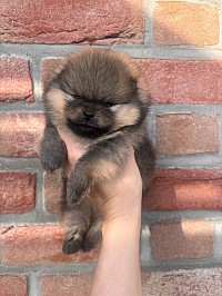 Chiot disponible à la réservation ( male) : Sublime male orange avec un nez court et large , de grosses pattes , une corpulence carrée , une fourrure abondante , inscrit au lof. Pour plus de renseignements n’hésitez pas à me contacter